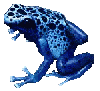 Pfeilgiftfrosch Dendrobates tinctorius �azureus� 