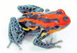 Baumsteigerfr�sche Ranitomeya amazonica 'High-Red' ca. 1,8 cm gro�, auch ventrimaculata genannt. Alte Bezeichnung Dendrobates amazonicus. 