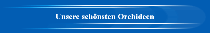 Unsere sch�nsten Orchideen