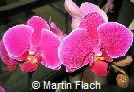 Orchidee - Phalaenopsis � Martin Flach