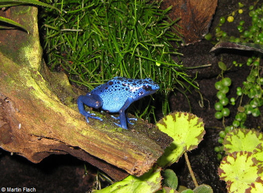Unser Azureus-Weibchen 'Binchen' auf der Aussichtsplattform. 