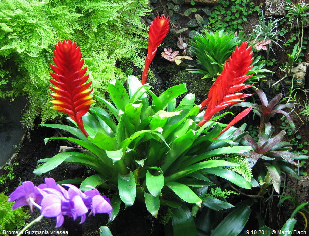 Bromelie Guzmania vriesea am 19.10.2011 © Martin Flach Bromelie Guzmania vriesea am 19.10.2011 © Martin Flach