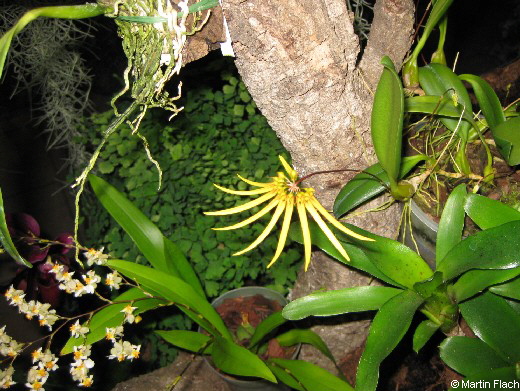 Cirrhopetalum-makoyanum in der Orchideenvitrine � Martin Flach