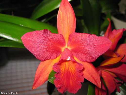 Cattleya-SLC-Jewel_Box-Scheherazade in der Orchideenvitrine  Martin Flach