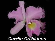 www.currlin.com