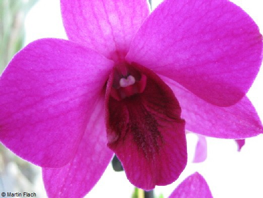 Dendrobium-Bigibbum in der Orchideenvitrine  Martin Flach