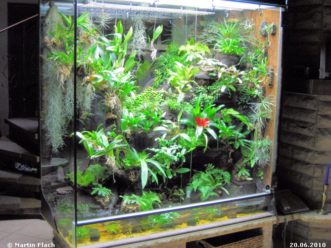 Regenwaldterrarium 20.06.2010 © Martin Flach Regenwaldterrarium 20.06.2010 © Martin Flach