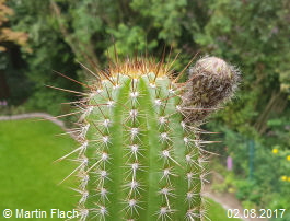 Mein Kaktus - Trichocereus Echinopsis huascha, aus der Sierra de Ambato, Catamarca, in Argentinien 02.08.2017  Martin Flach