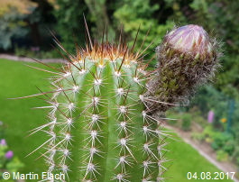 Mein Kaktus - Trichocereus Echinopsis huascha, aus der Sierra de Ambato, Catamarca, in Argentinien 04.08.2017  Martin Flach