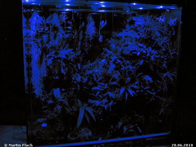Regenwaldterrarium bei Nacht im Mondlicht 20.06.2010 © Martin Flach Regenwaldterrarium bei Nacht im Mondlicht 20.06.2010 © Martin Flach