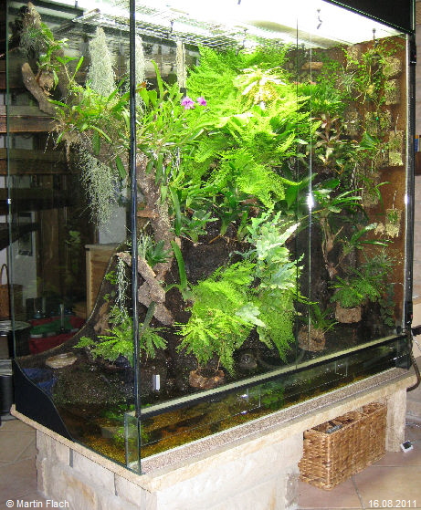 Unserer Regenwaldterrarium am 16.08.2011 Unserer Regenwaldterrarium am 16.08.2011