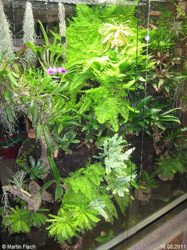 Unserere Orchideenvitrine am 16.08.2011 Unserere Orchideenvitrine am 16.08.2011