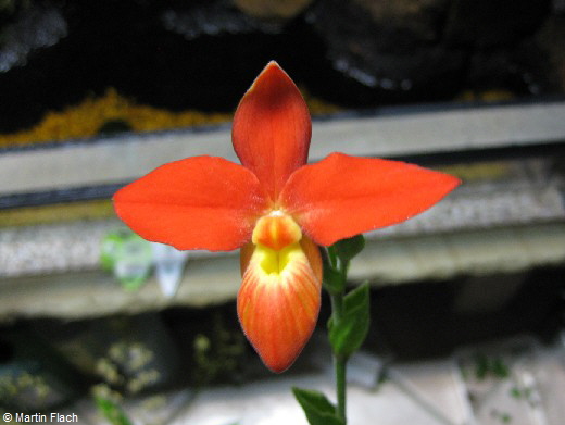 Phragmipedium-besseae in der Orchideenvitrine  Martin Flach