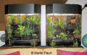 Amazonas-Regenwald-Terrarien Nr. 2 und 3 � Martin Flach 