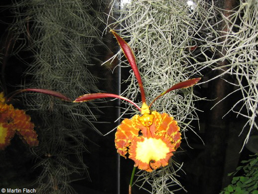 Psychopsis-Mariposa in der Orchideenvitrine  Martin Flach