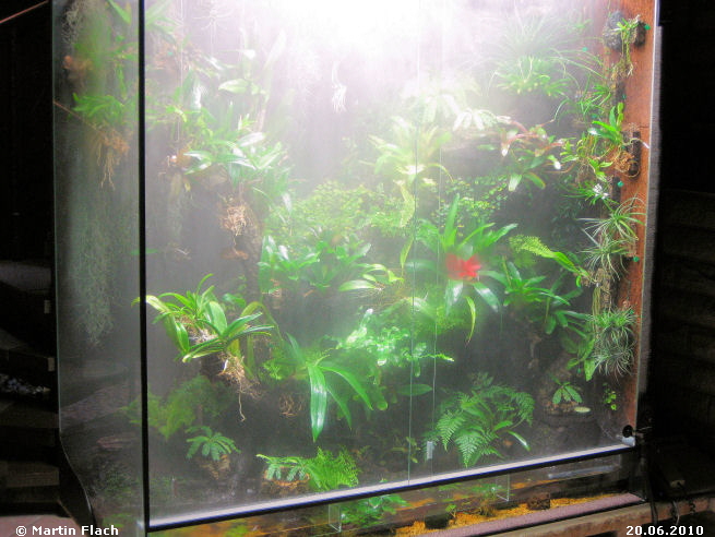 Regenwaldterrarium bei Regen 20.06.2010 © Martin Flach Regenwaldterrarium bei Regen 20.06.2010 © Martin Flach