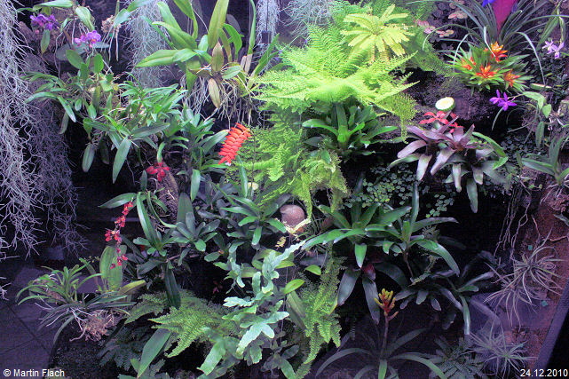 Regenwaldterrarium am 24.12.2010 © Martin Flach Regenwaldterrarium am 24.12.2010 © Martin Flach