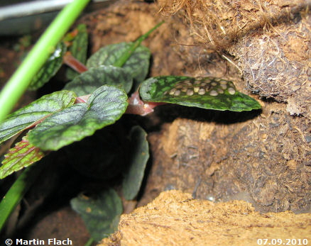 Unser erstes Pfeilgiftfroech-Gelege in unserem Regenwaldterrarium am 07.09.2010 © Martin Flach Unser erstes Pfeilgiftfroech-Gelege in unserem Regenwaldterrarium am 07.09.2010 © Martin Flach