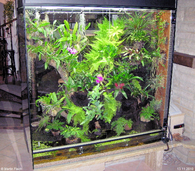 Unsere Orchideenvitrine / Regenwaldterrarium genau nach 1 Jahr © Martin Flach Unsere Orchideenvitrine / Regenwaldterrarium genau nach 1 Jahr © Martin Flach