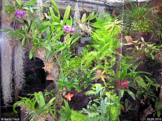 Ausschnitt aus unserem Regenwaldterrarium am 28.09.2010 Ausschnitt aus unserem Regenwaldterrarium am 28.09.2010