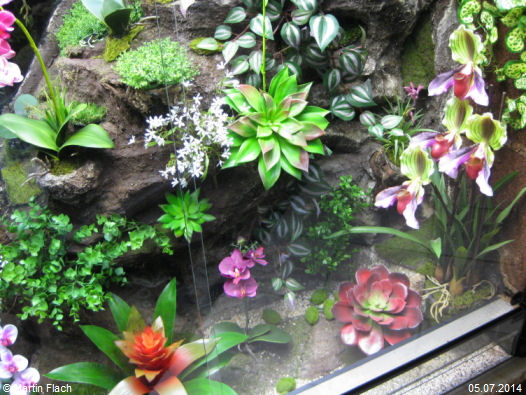 Orchideenvitrine ab Juni 2014 © Martin Flach Orchideenvitrine ab Juni 2014 © Martin Flach