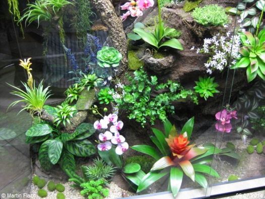 Orchideenvitrine ab Juni 2014 © Martin Flach Orchideenvitrine ab Juni 2014 © Martin Flach