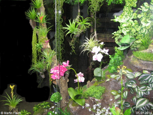 Orchideenvitrine ab Juni 2014   Martin Flach