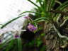 Ascocentrum pumilum