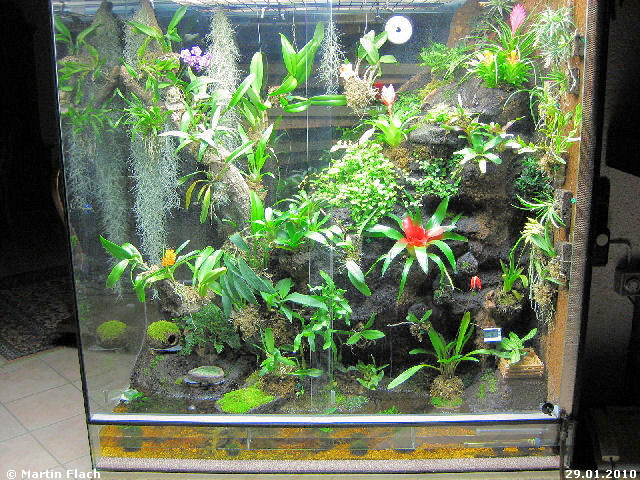 Eine Kombination von Regenwaldterrarium und Orchideenvitrine � Martin Flach