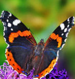 Sie liebte Schmetterlinge