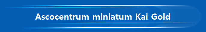 Ascocentrum miniatum Kai Gold
