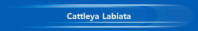 Cattleya Labiata
