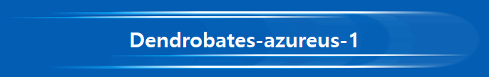 Dendrobates-azureus-1