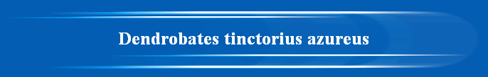 Dendrobates tinctorius azureus