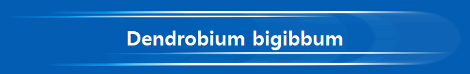 Dendrobium bigibbum
