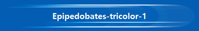 Epipedobates-tricolor-1 Epipedobates-tricolor-1