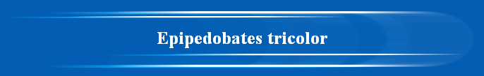 Epipedobates tricolor Epipedobates tricolor