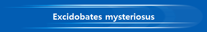 Excidobates mysteriosus
