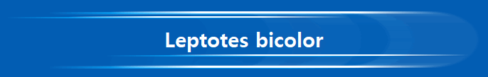 Leptotes bicolor
