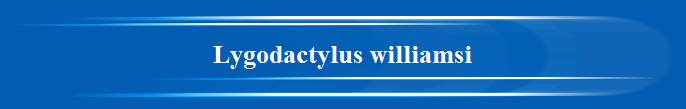 Lygodactylus williamsi