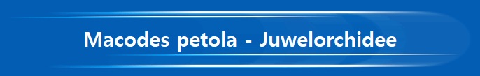 Macodes petola - Juwelorchidee