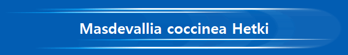 Masdevallia coccinea Hetki