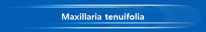 Maxillaria tenuifolia