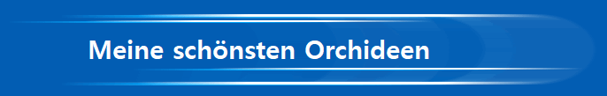 Meine sch�nsten Orchideen          