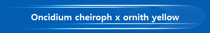 Oncidium cheiroph x ornith yellow