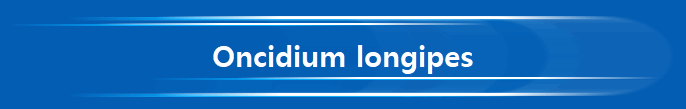 Oncidium longipes