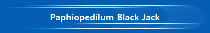 Paphiopedilum Black Jack