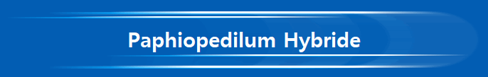Paphiopedilum Hybride