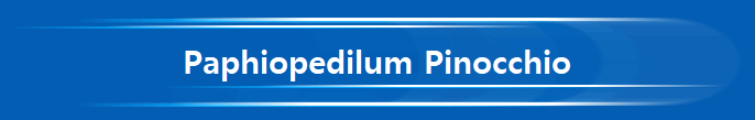 Paphiopedilum Pinocchio