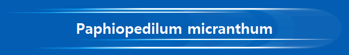 Paphiopedilum micranthum